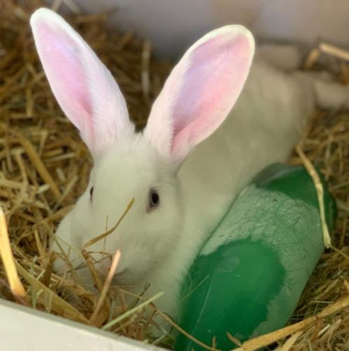 Weisswiener mit gefr. Flasche